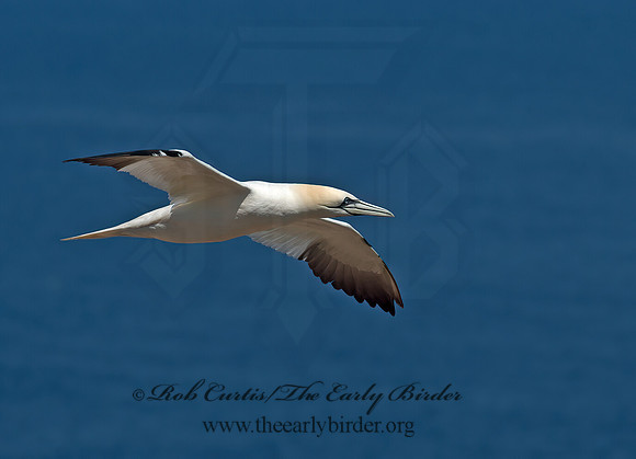 Morus bassanus  NORTHERN GANNET 9035171z