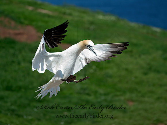 Morus bassanus  NORTHERN GANNET 9035143z