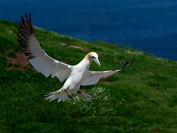 Morus bassanus  NORTHERN GANNET 9035142z