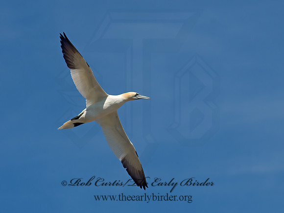 Morus bassanus  NORTHERN GANNET 9035176z