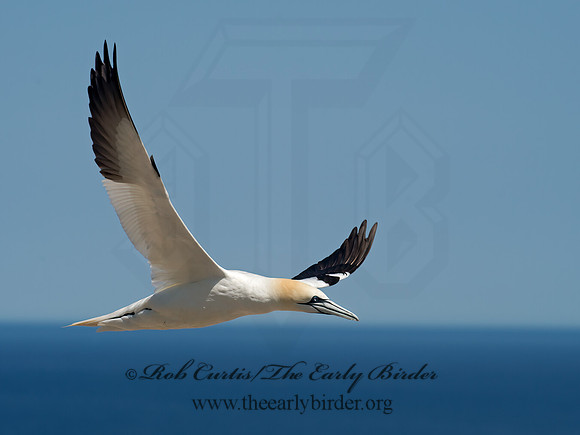 Morus bassanus  NORTHERN GANNET 9035179z