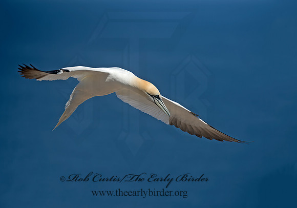 Morus bassanus  NORTHERN GANNET 9035182z