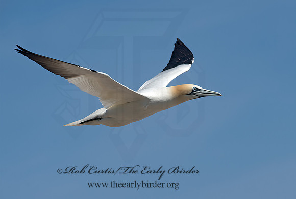 Morus bassanus  NORTHERN GANNET 9035187z