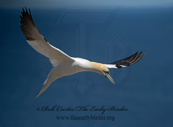 Morus bassanus  NORTHERN GANNET 9035184z