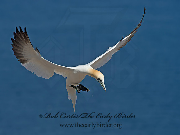 Morus bassanus  NORTHERN GANNET 9035197z