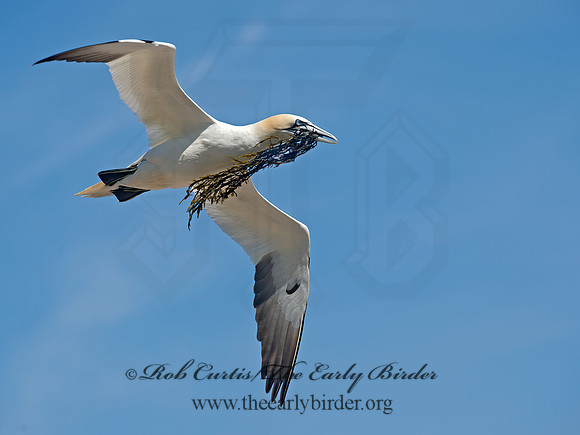 Morus bassanus  NORTHERN GANNET 9035191z
