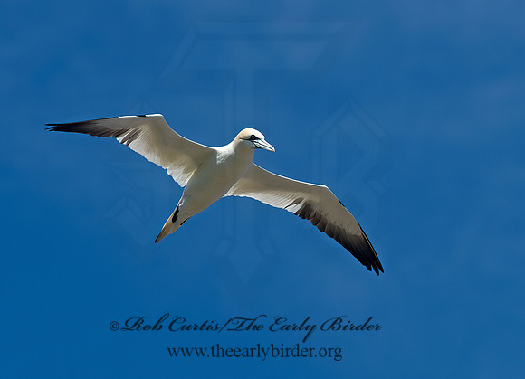 Morus bassanus  NORTHERN GANNET 9035212z