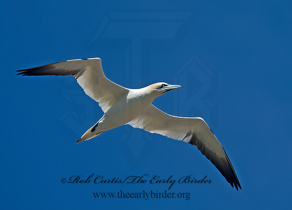 Morus bassanus  NORTHERN GANNET 9035214z