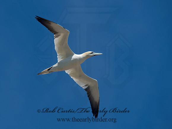 Morus bassanus  NORTHERN GANNET 9035215z