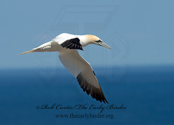 Morus bassanus  NORTHERN GANNET 9035217z