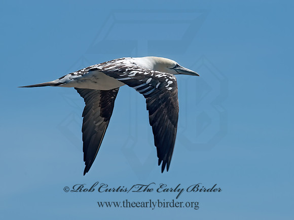 Morus bassanus  NORTHERN GANNET 9035246z
