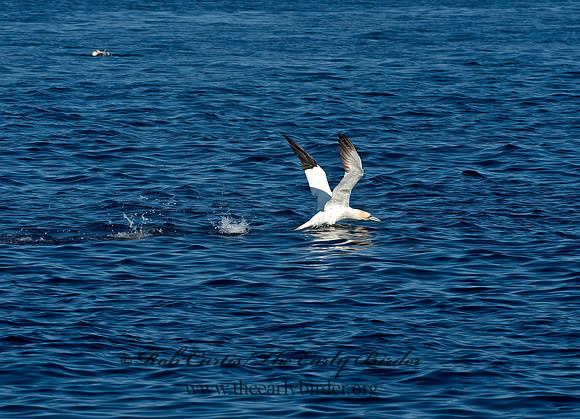 Morus bassanus  NORTHERN GANNET 9035337z