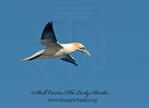 Morus bassanus  NORTHERN GANNET 9035406z