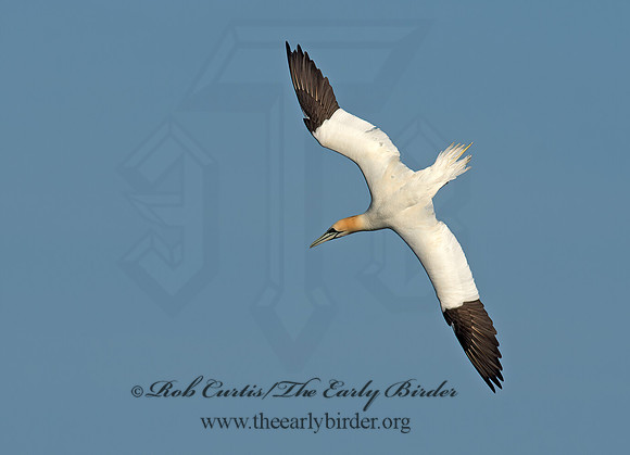 Morus bassanus  NORTHERN GANNET 9035430z