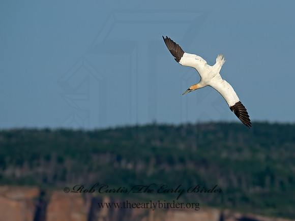 Morus bassanus  NORTHERN GANNET 9035432z