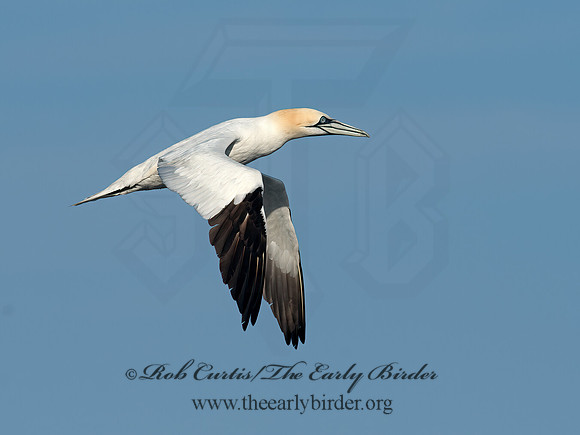 Morus bassanus  NORTHERN GANNET 9035448z