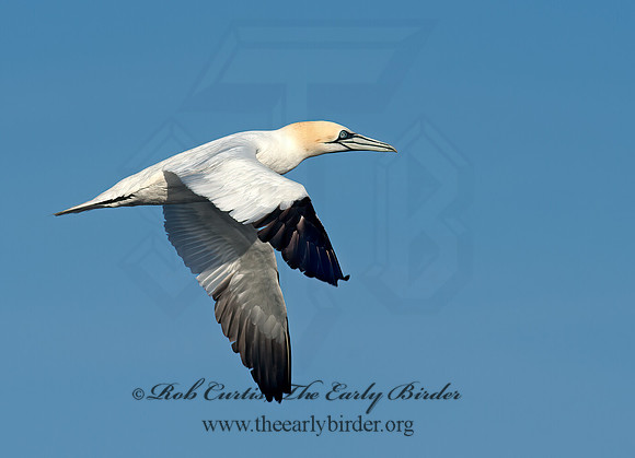 Morus bassanus  NORTHERN GANNET 9035451z