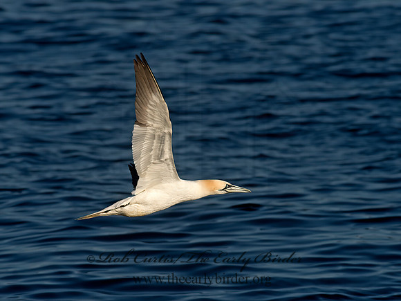Morus bassanus  NORTHERN GANNET 9035462z