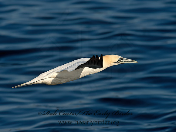 Morus bassanus  NORTHERN GANNET 9035464z