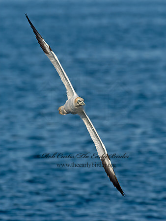 Morus bassanus  NORTHERN GANNET 9035467z