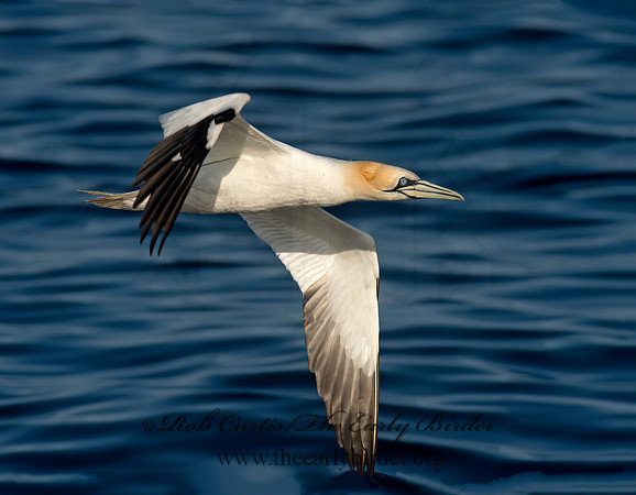 Morus bassanus  NORTHERN GANNET 9035468z