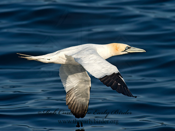 Morus bassanus  NORTHERN GANNET 9035470z