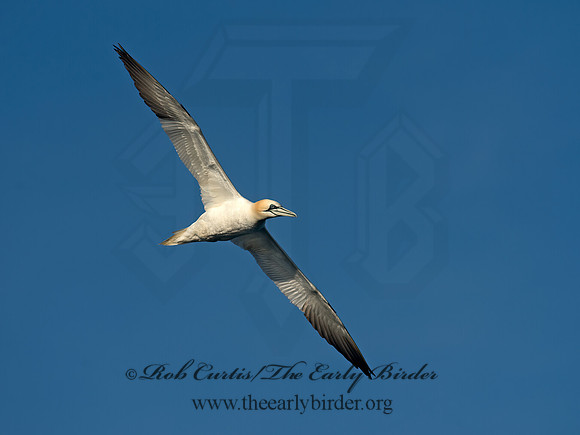 Morus bassanus  NORTHERN GANNET 9035489z
