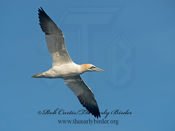 Morus bassanus  NORTHERN GANNET 9035497z