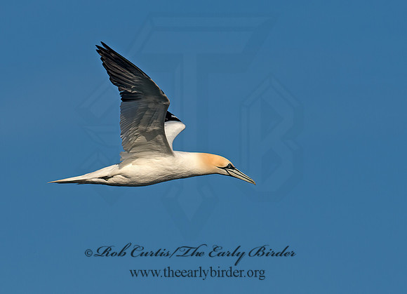 Morus bassanus  NORTHERN GANNET 9035504z