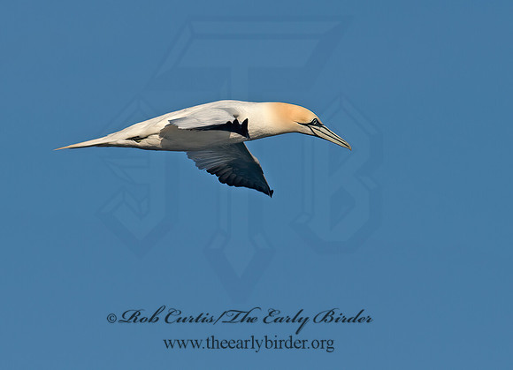 Morus bassanus  NORTHERN GANNET 9035505z