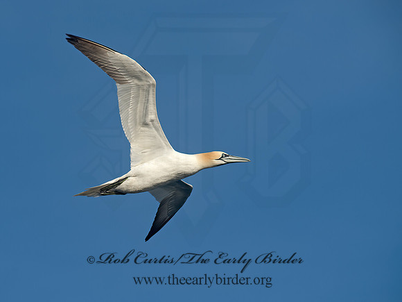 Morus bassanus  NORTHERN GANNET 9035502z