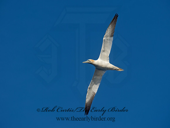 Morus bassanus  NORTHERN GANNET 9035516z