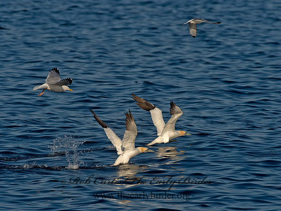 Morus bassanus  NORTHERN GANNET 9035531z