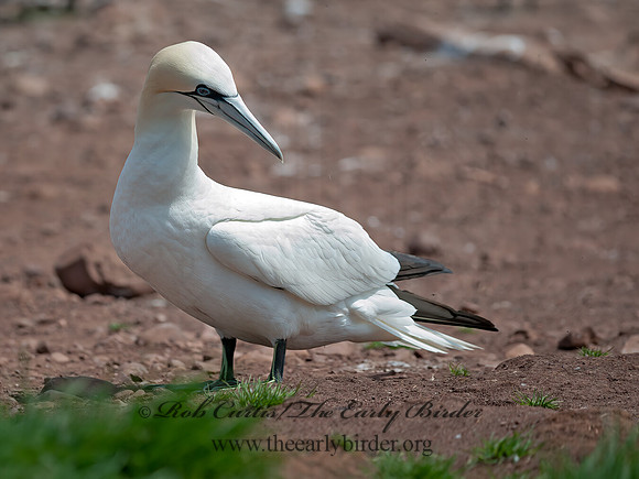 Morus bassanus  NORTHERN GANNET 8034717z