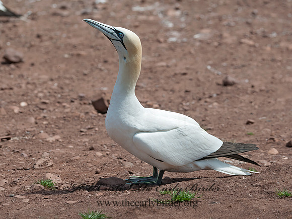 Morus bassanus  NORTHERN GANNET 8034720z