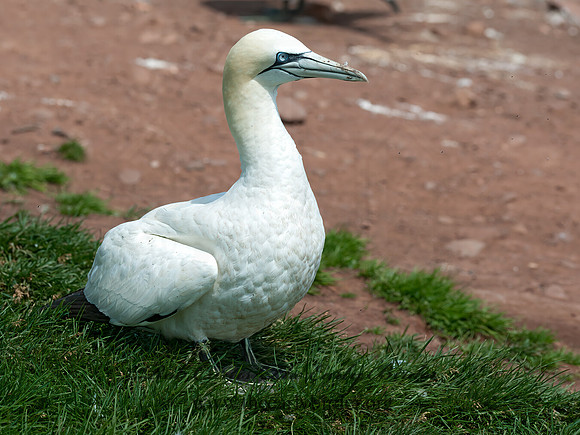 Morus bassanus  NORTHERN GANNET 8034721z