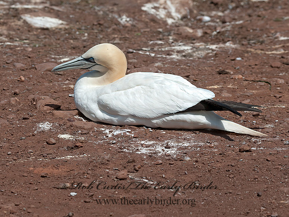 Morus bassanus  NORTHERN GANNET 8034725z