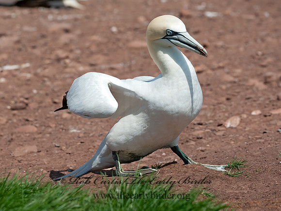 Morus bassanus  NORTHERN GANNET 8034737z