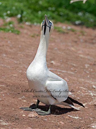 Morus bassanus  NORTHERN GANNET 8034748z