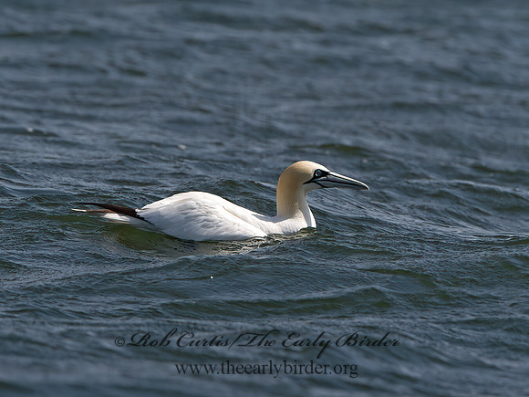 Morus bassanus  NORTHERN GANNET 9034218z