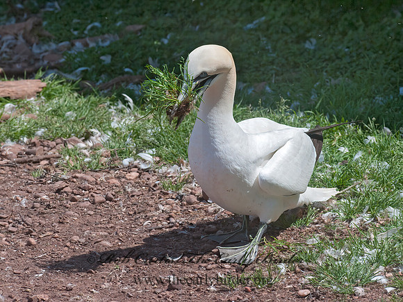 Morus bassanus  NORTHERN GANNET 8034791z