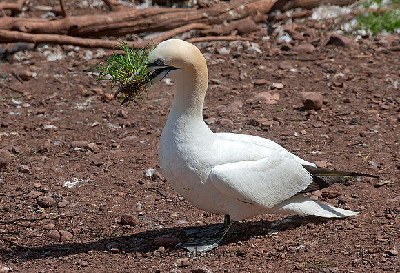 Morus bassanus  NORTHERN GANNET 8034792z
