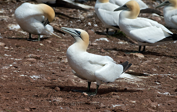 Morus bassanus  NORTHERN GANNET 9034791z