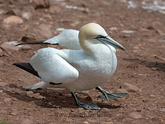 Morus bassanus  NORTHERN GANNET 9034795z