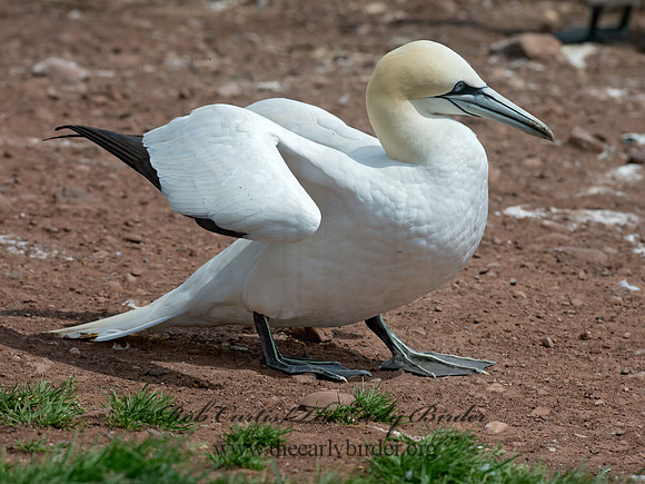 Morus bassanus  NORTHERN GANNET 9034798z