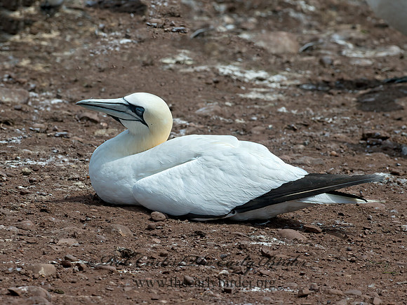Morus bassanus  NORTHERN GANNET 9034800z