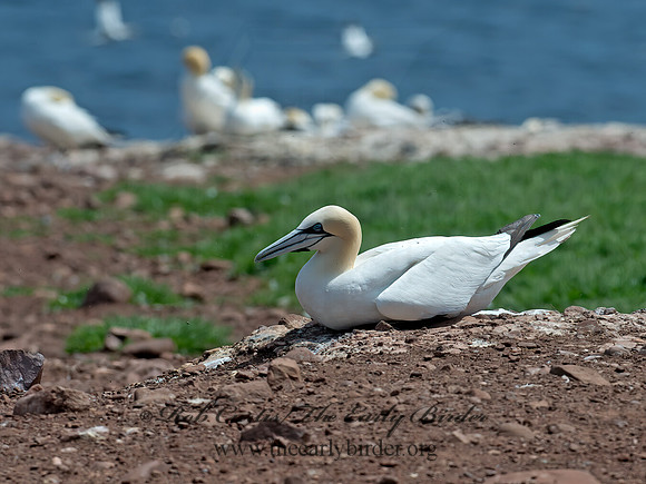 Morus bassanus  NORTHERN GANNET 9034857z