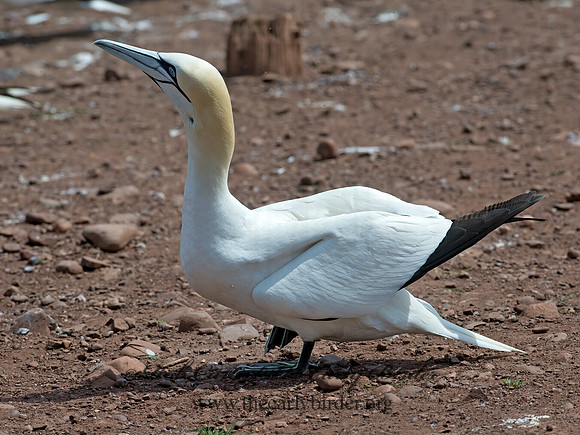 Morus bassanus  NORTHERN GANNET 9034859z