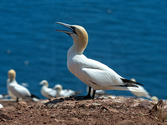 Morus bassanus  NORTHERN GANNET 9034950z