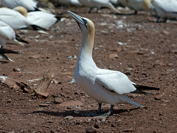 Morus bassanus  NORTHERN GANNET 9034954z